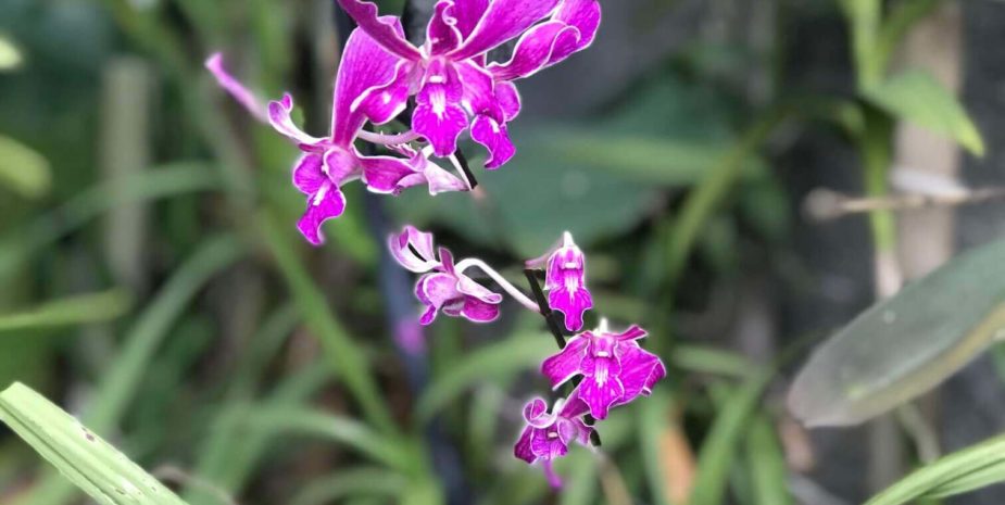 Orchidées